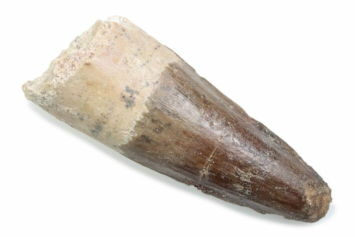 Fossil Spinosaurus Tooth - Feeding Worn Tooth #370571